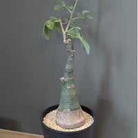 【現品】古木オリーブ  超大株  オヒブランカ 古木 オリーブ スペイン産 オヒブランカ ＊大株＊ | FELICITA