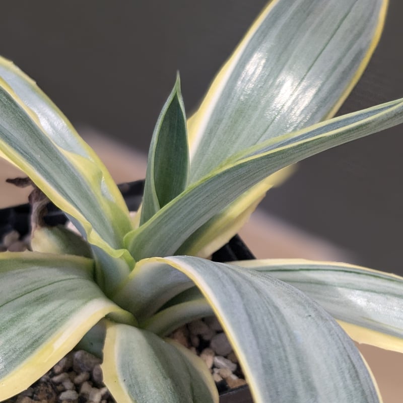 アガベ ブルームーン | FELICITA