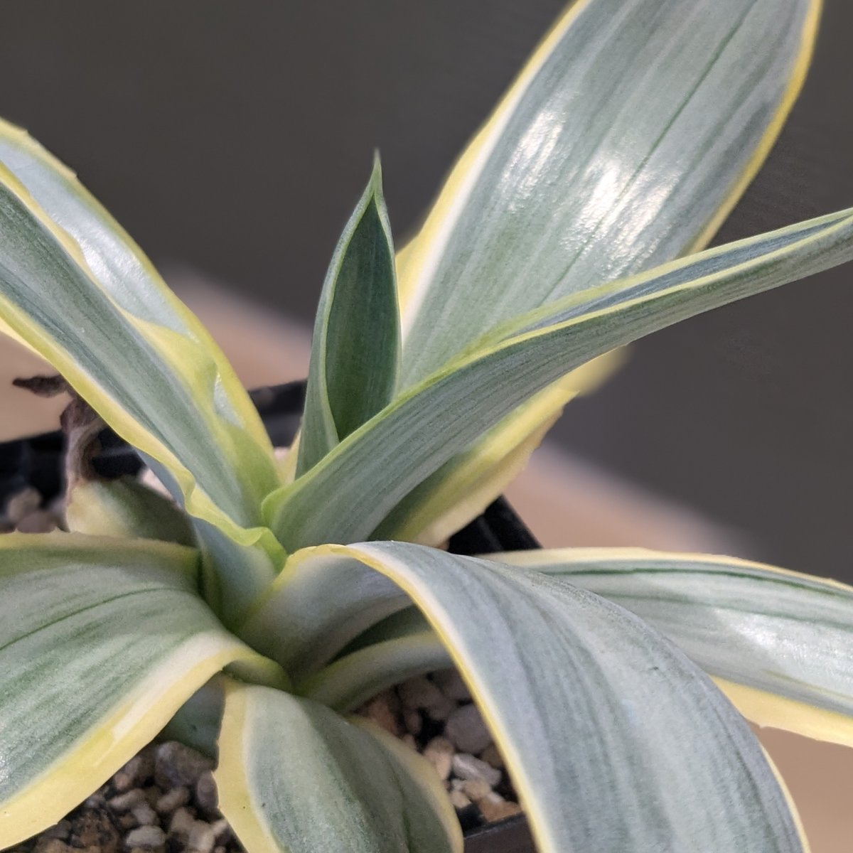 【現株鉢ごと販売】アガベ　ブルームーン7号鉢 現株鉢ごと販売】アガベ ブルームーン7号鉢 現品・鉢まま出荷】かっこいい