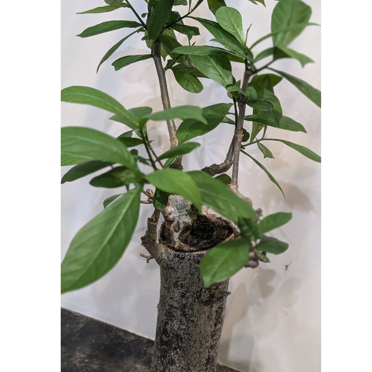 バオバブ アダンソニア・ディギタータ | FELICITA