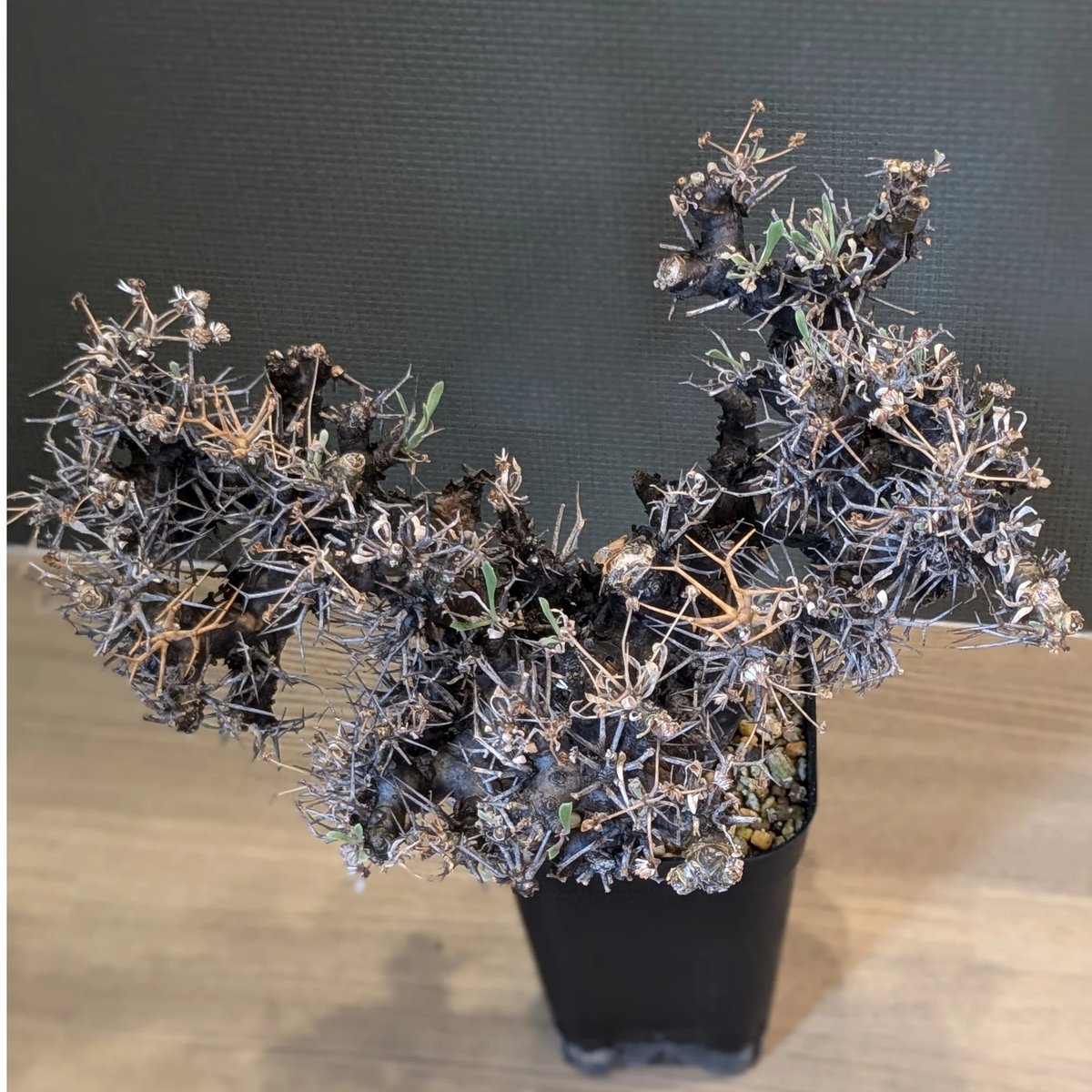 オトンナ ユーフォルビオイデス ＊現地球＊ | FELICITA