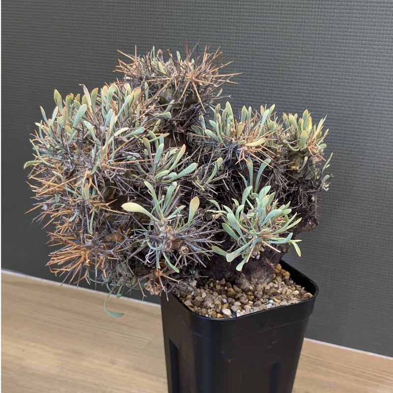 オトンナ ユーフォルビオイデス ＊現地球＊ | FELICITA