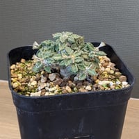 ユーフォルビア トゥアレンシス