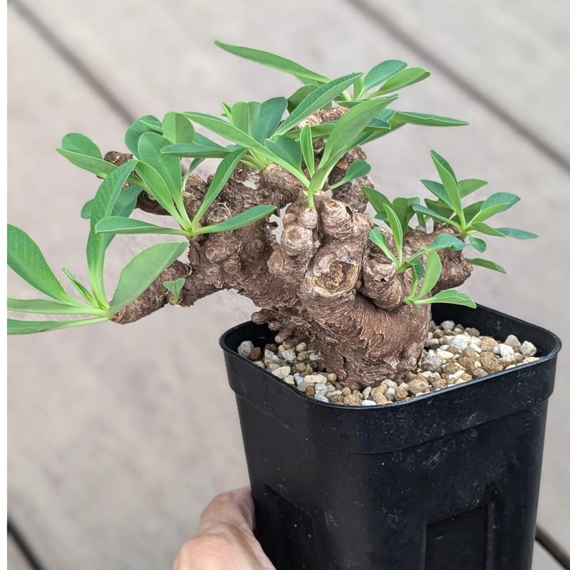 ユーフォルビア イトレメンシス | FELICITA