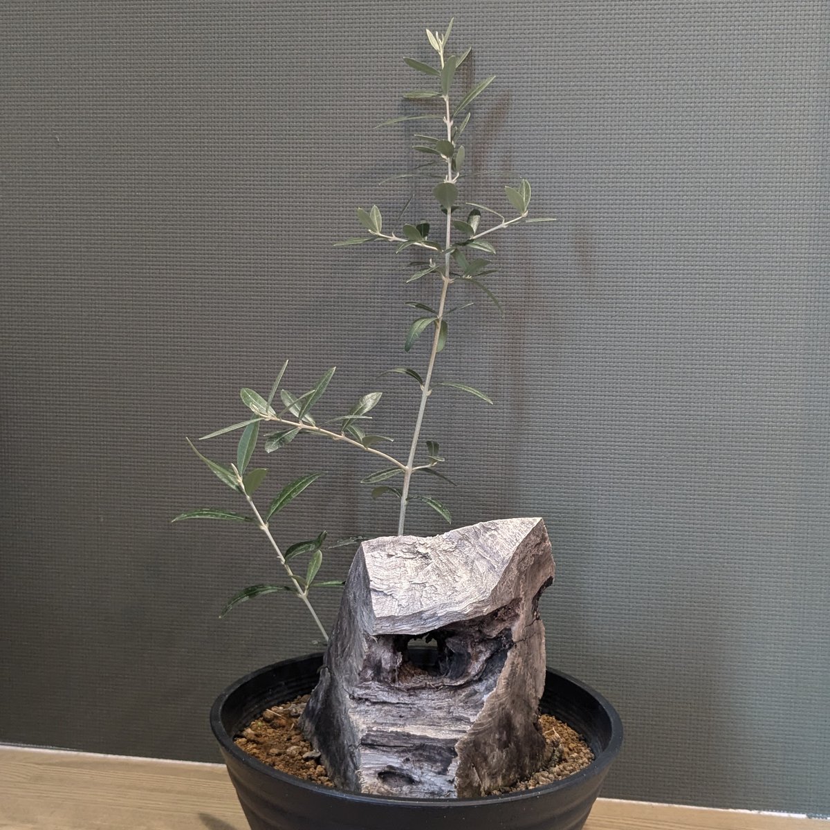 古木 オリーブ スペイン産 *オヒブランカ* | FELICITA