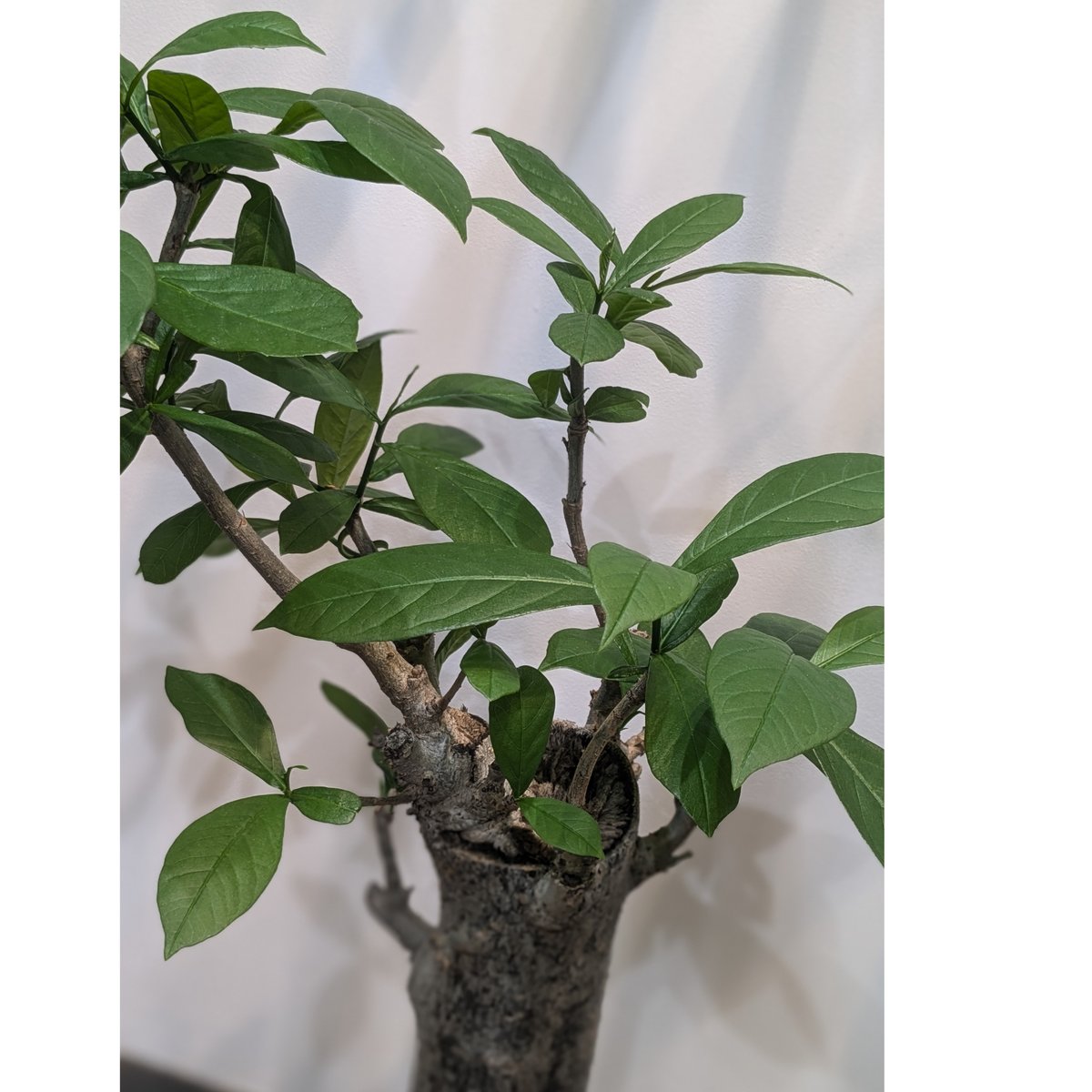 バオバブ アダンソニア・ディギタータ | FELICITA