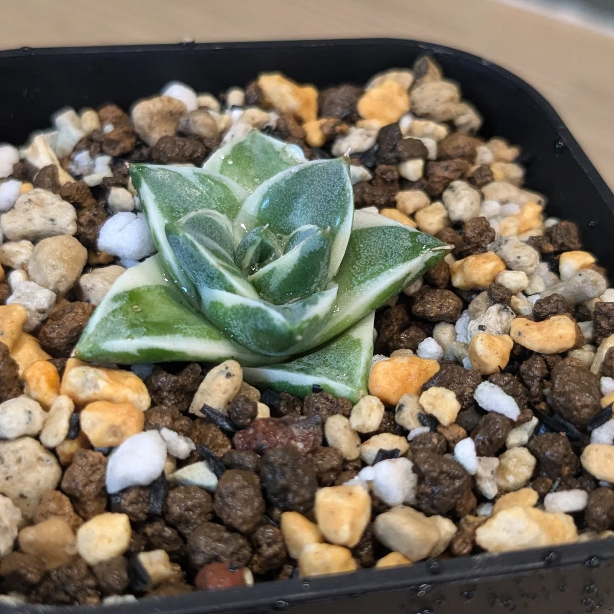 ⭐*️様 【アガベ】ピンキー アガベ 王妃笹の雪 A型 錦 ピンキー | FELICITA