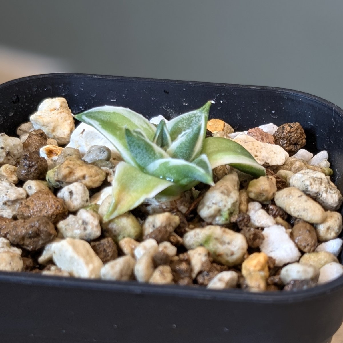 アガベ 王妃笹の雪 A型 錦 ＊ピンキー＊ | FELICITA