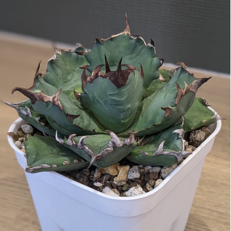 アガベ チタノタ 阿修羅 | FELICITA