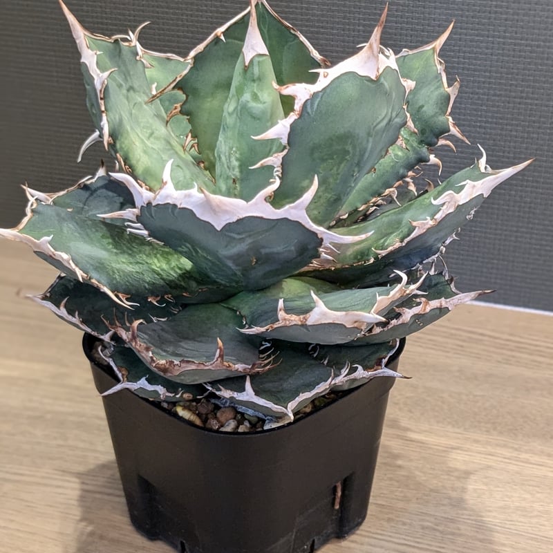 アガベ オテロイ CJspecial アガベ オテロイ CJspecial