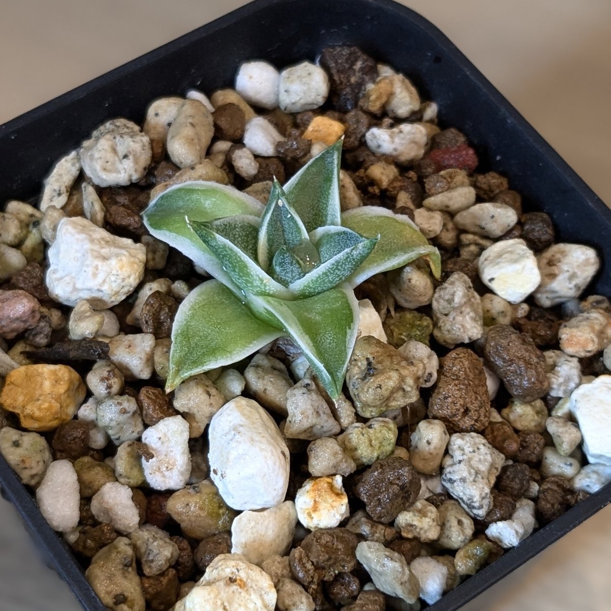 アガベ 王妃笹の雪　A型　丸葉極上　活着済み アガベ 王妃笹の雪 A型 丸葉極上 活着済み アガベ 王妃笹の