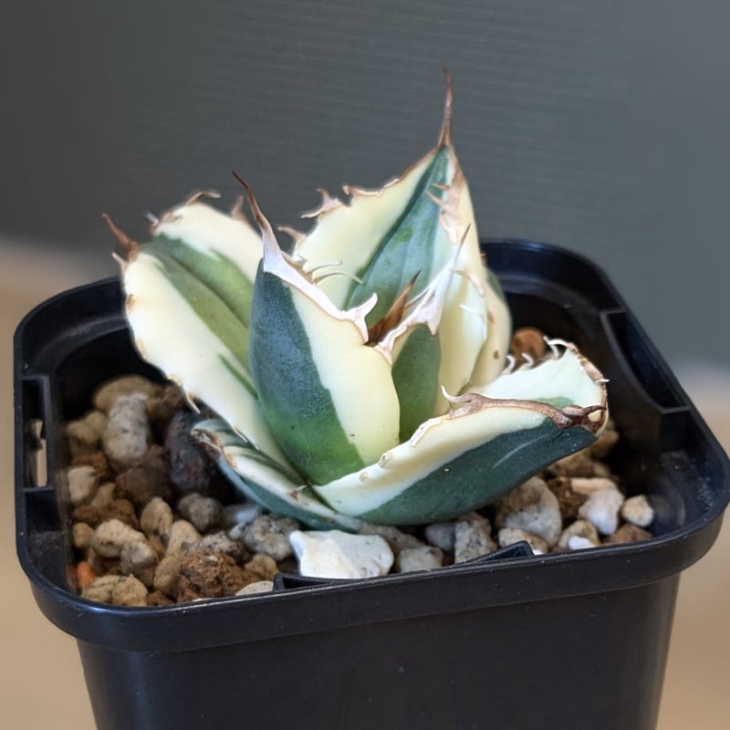 【限定値下げ】アガベ　チタノタ　スナグルトゥース　親株 ザ・ファームセレクト][送料無料]アガベ：チタノタ スナグル