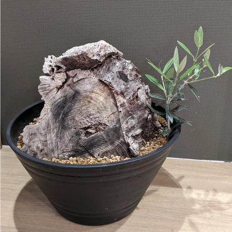 古木　オリーブ　スペイン産　オヒブランカ　＊大株＊
