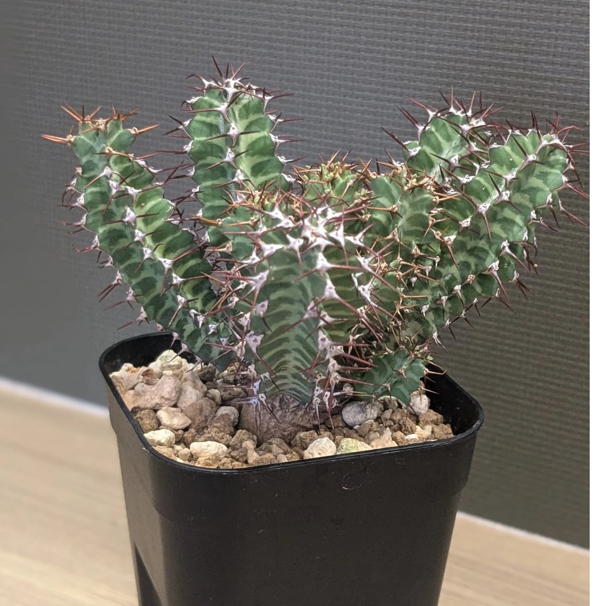 Euphorbia knobelii