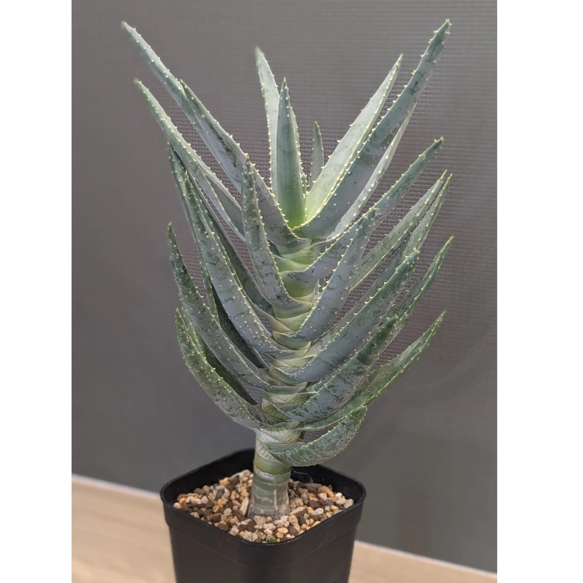 ②特大アロエ・ディコトマ アロエ・ディコトマ 』🌱 世界最大のアロエといわれているディコトマ