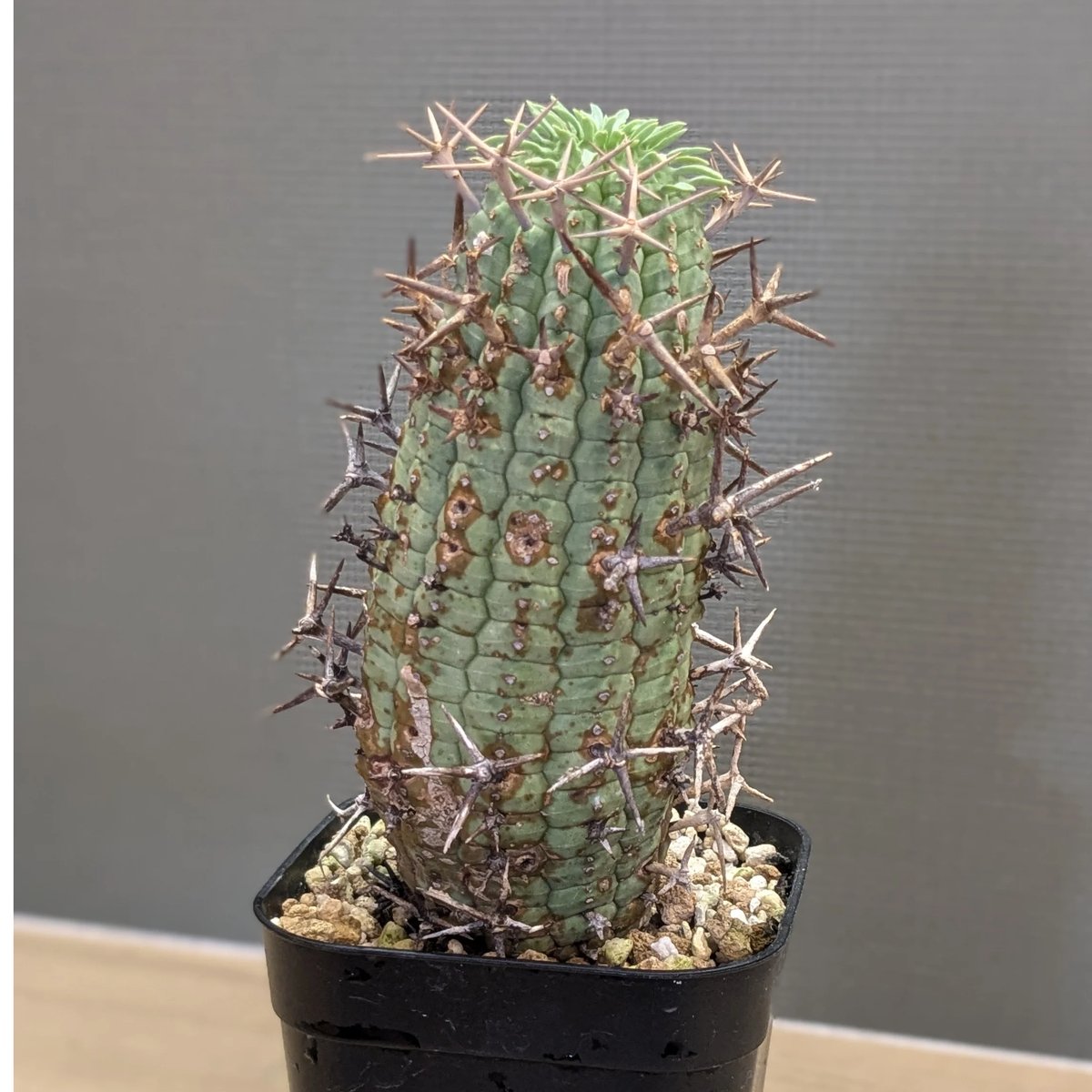 ユーフォルビア　群星冠　ステリスピナ 群星冠 輸入球 A3286☆ユーフォルビア ステリスピナ 多肉植物