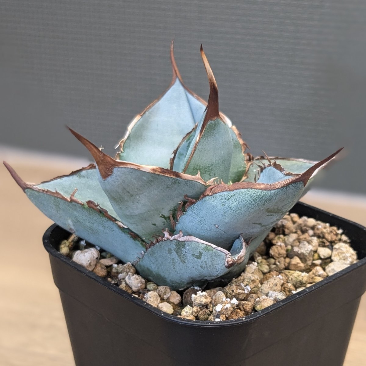 アガベ チタノタ ホワイトアイス スムースエッジ | FELICITA