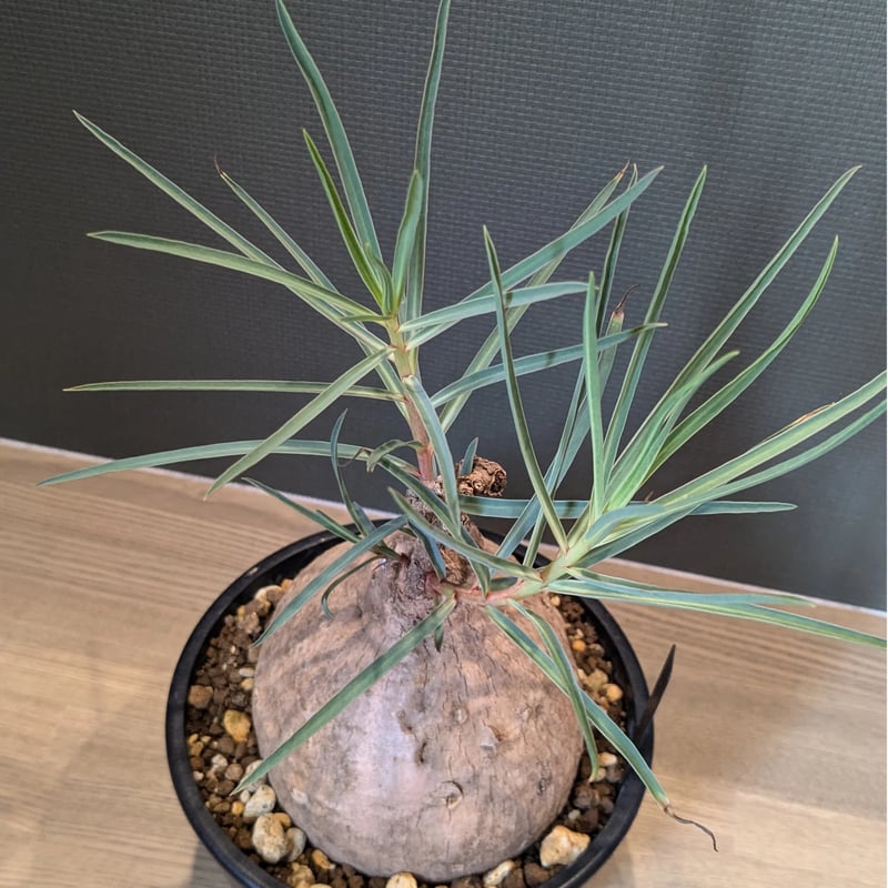 ユーフォルビア トリカデニア | FELICITA