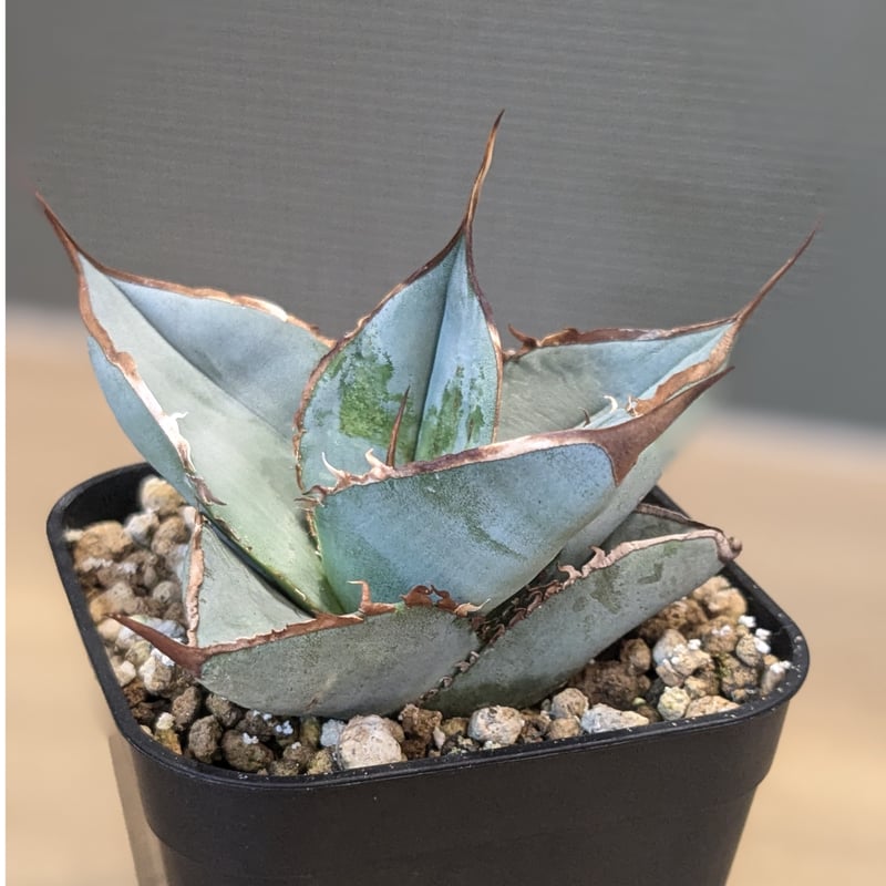 アガベ ホワイトアイス　カリフォルニア産 アガベ ホワイトアイス Agave 'White Ice' #アガベホワイト