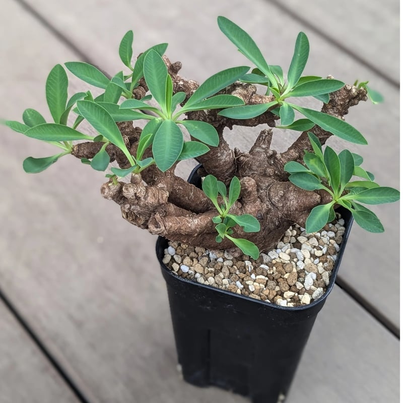 ユーフォルビア イトレメンシス | FELICITA