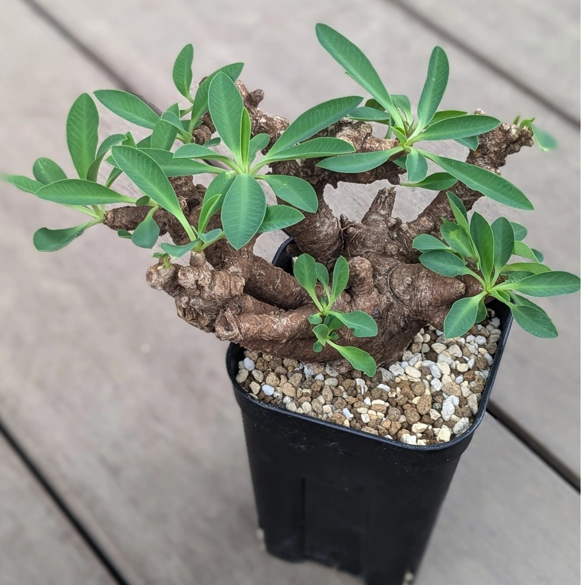 ユーフォルビア　イトレメンシス（良型.美株） 鉢付き ユーフォルビア イトレメンシス（良型.美株） 鉢付き ユーフォルビア