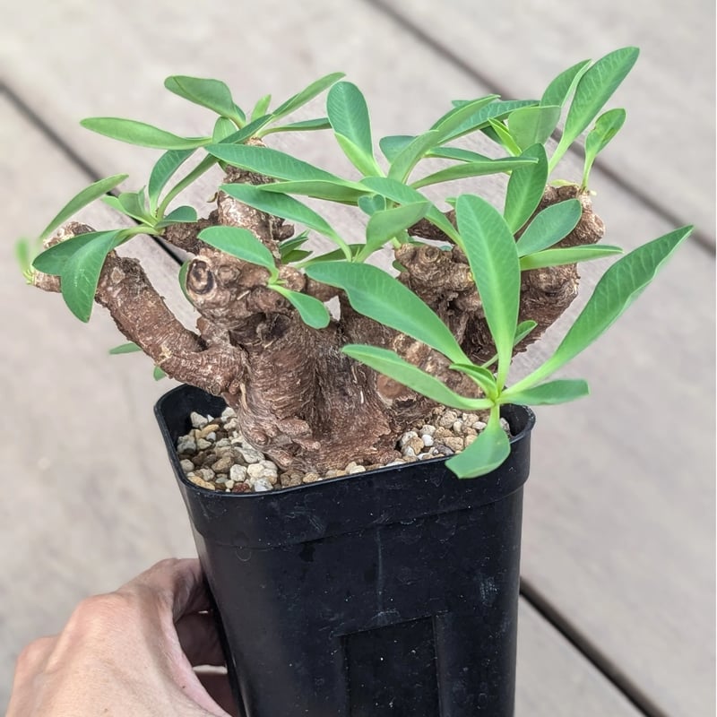 ユーフォルビア イトレメンシス | FELICITA