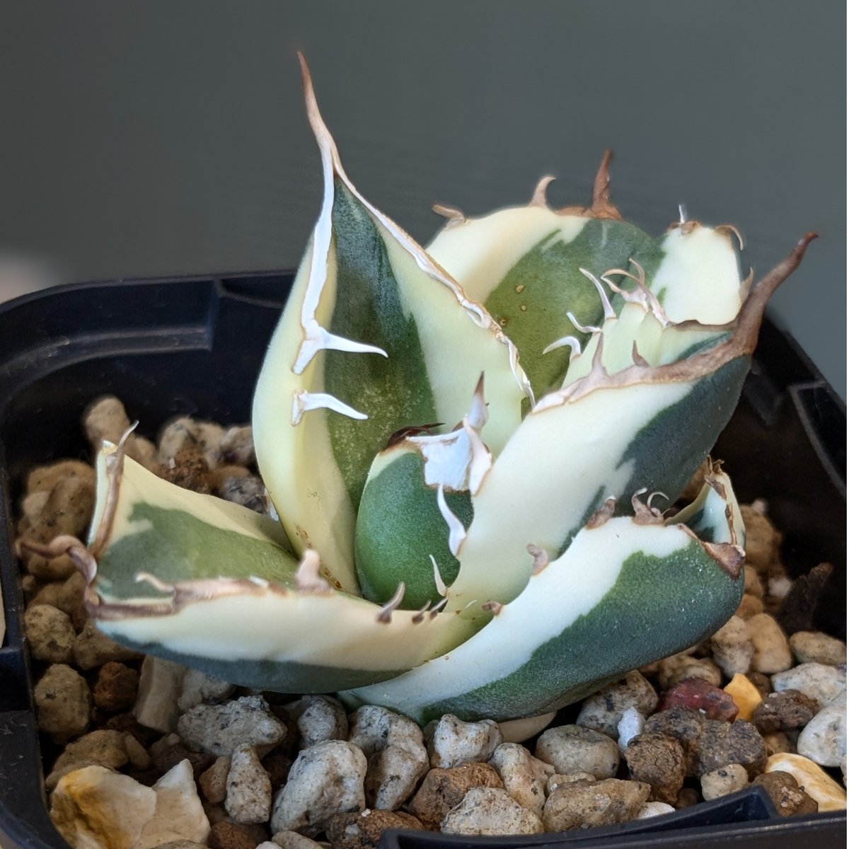 アガベ チタノタ スナグルトゥース OC株 | FELICITA