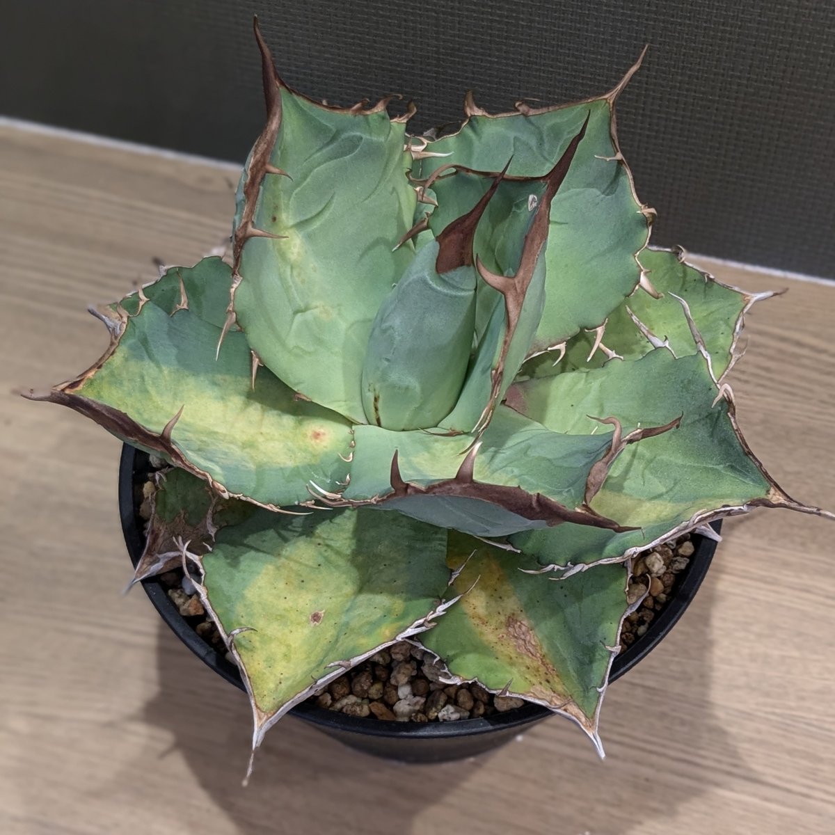 アガベ チタノタ タランチュラ | FELICITA