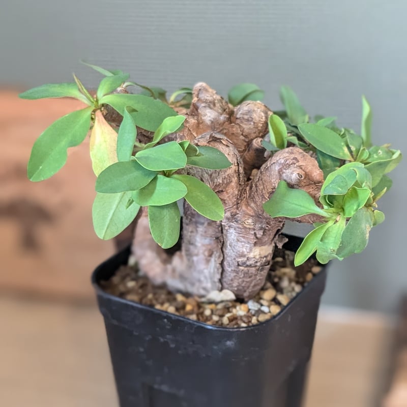 ユーフォルビア イトレメンシス | FELICITA