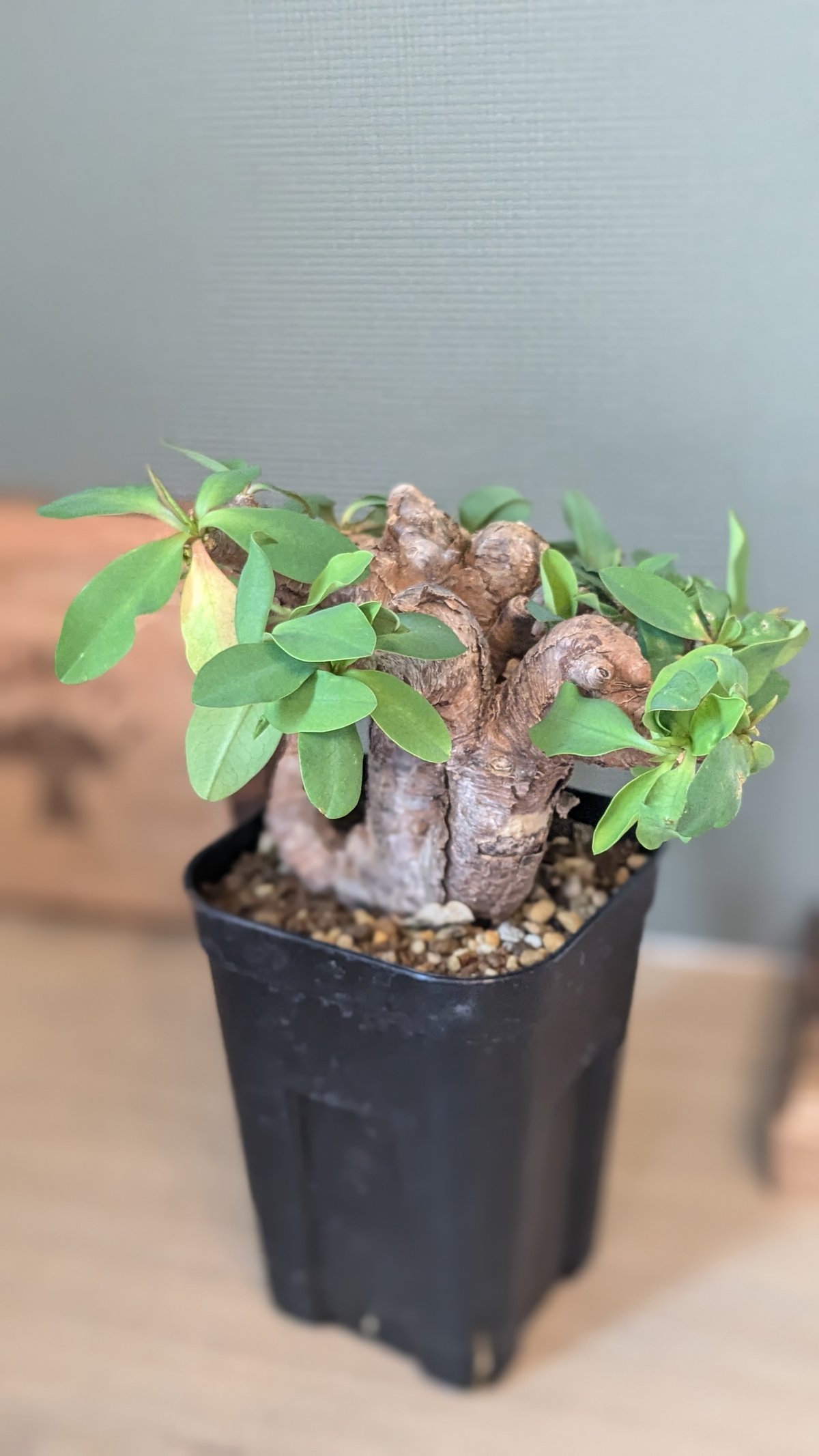 ユーフォルビア　イトレメンシス（良型.美株） 鉢付き ユーフォルビア イトレメンシス | FELICITA