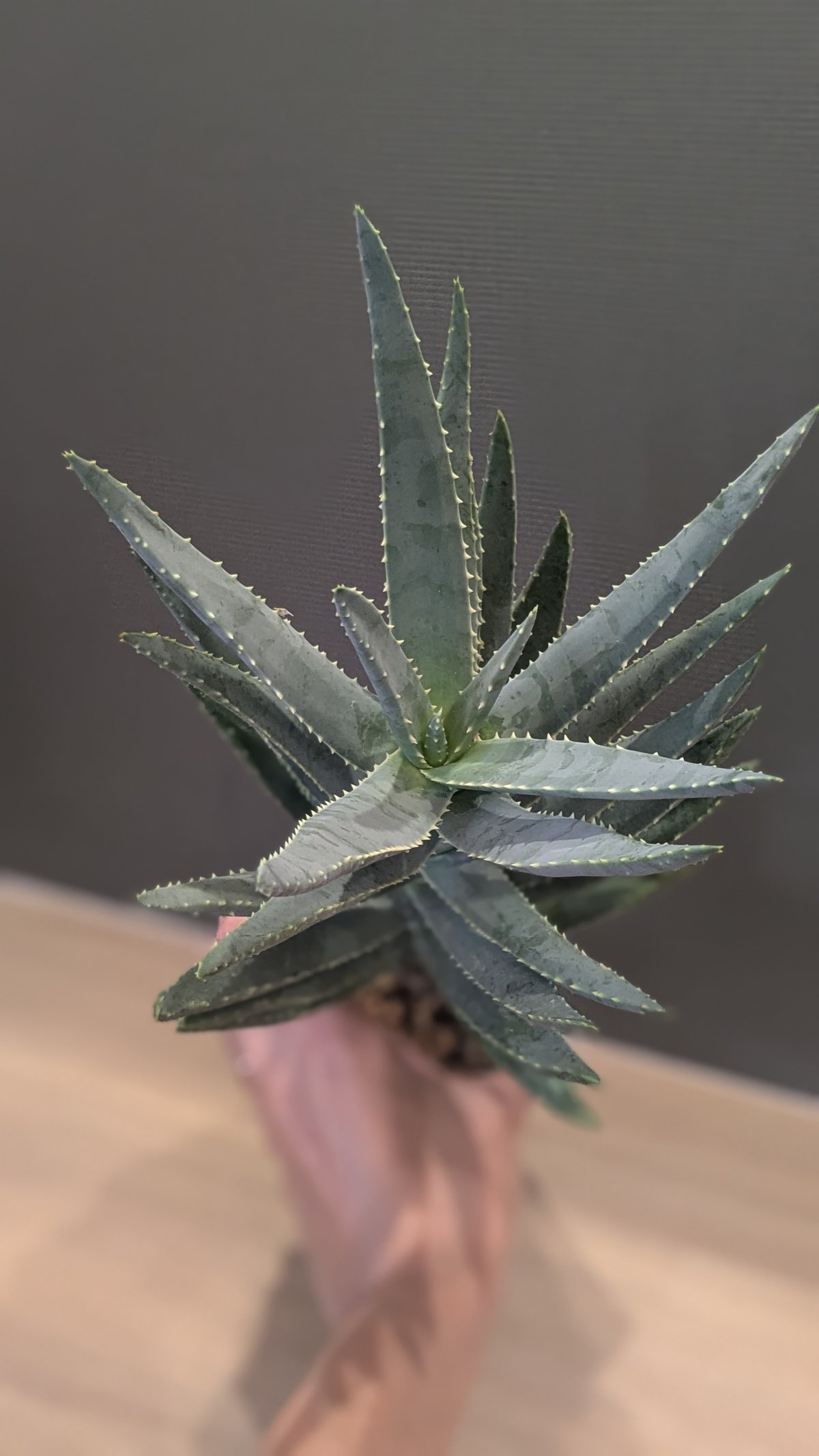 ②特大アロエ・ディコトマ ②特大アロエ・ディコトマ 2025年最新】アロエ ディコトマの人気