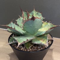 親株販売　アガベ　チタノタ　イタリアンボール アガベ チタノタ FO-076 イタリア輸入 ボールタイプ 超良型子株③