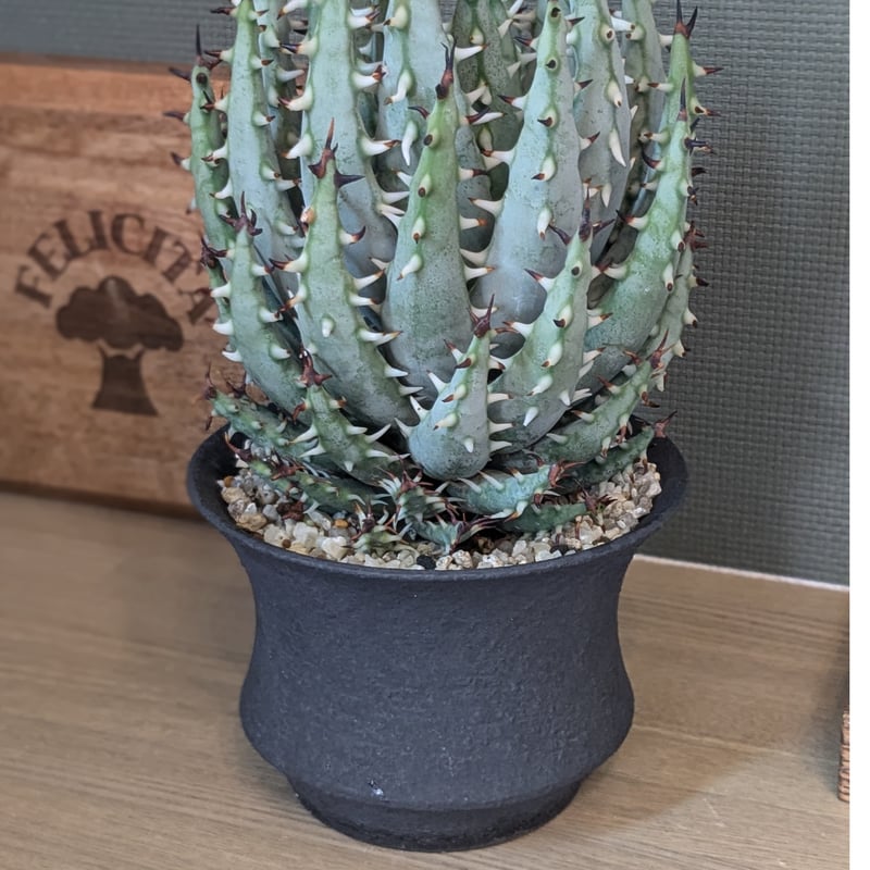 アロエ エリナケア | FELICITA