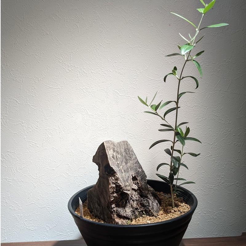 専用 特割 オリーブ古木 スペイン産 専用 特割 オリーブ古木 スペイン産