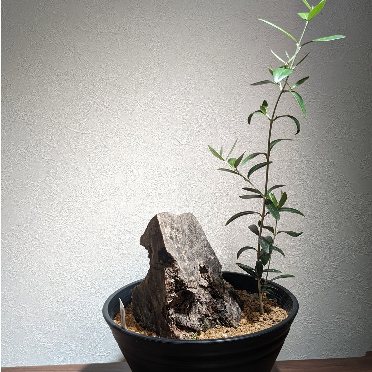 古木 オリーブ 盆栽 スペイン (検索) ムランジーナ パキプス カタフ エイル 古木 オリーブ スペイン産 *オヒブランカ* | FELICITA