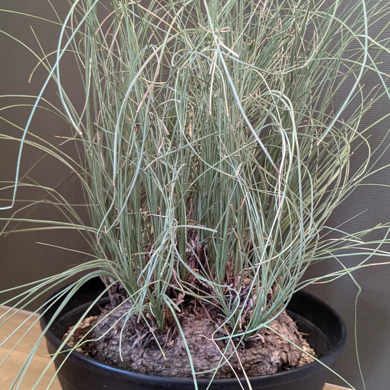 そらそう　カリバナス　フーケリー カリバナス フーケリー ＊特大株＊ | FELICITA