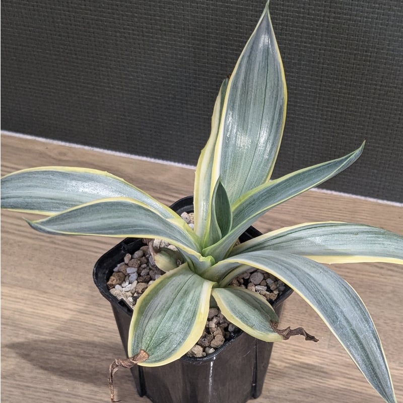 アガベ ブルームーン | FELICITA