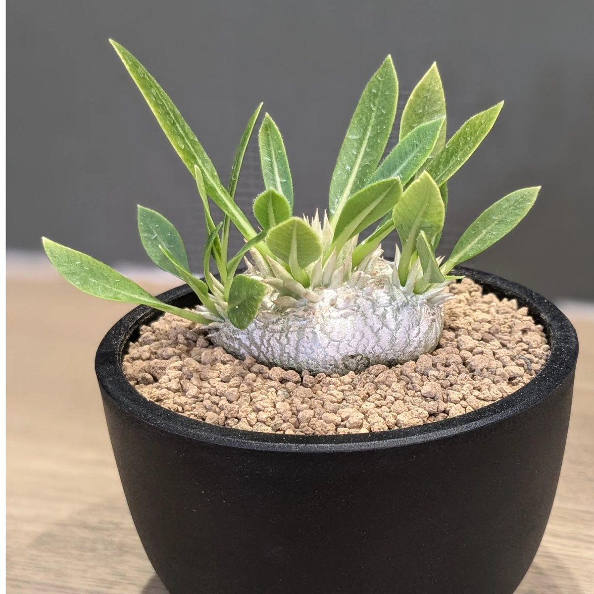 【大株】パキポディウムブレビカウレ 恵比寿笑 パキポディウム・ブレビカウレ 恵比寿笑/盆栽、多肉植物、塊根