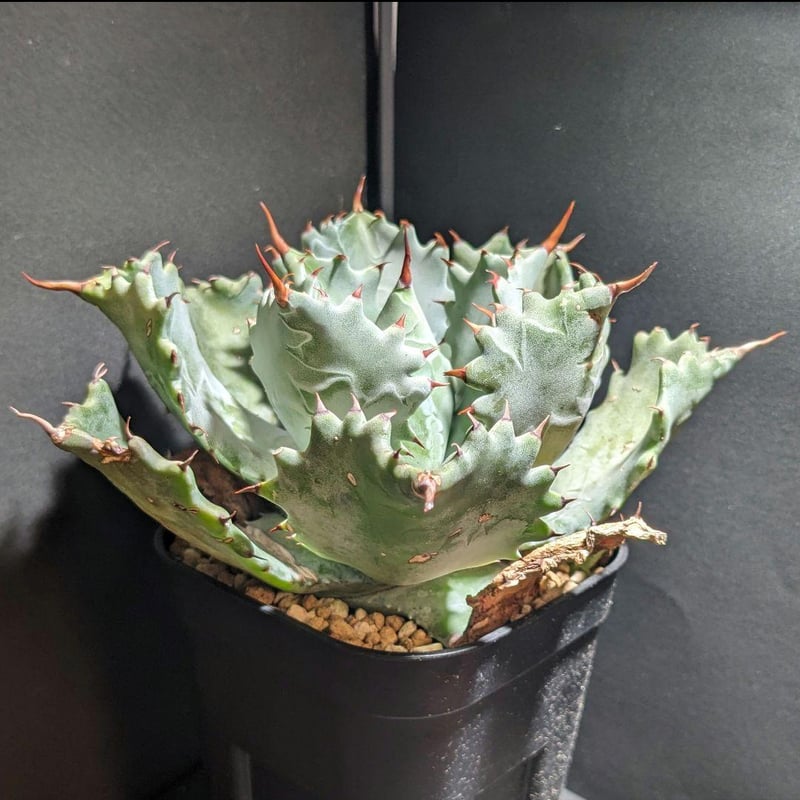 イシスメンシス　兜蟹　アガベ　雷帝　雷神 イシスメンシス 兜蟹 アガベ 雷帝 雷神