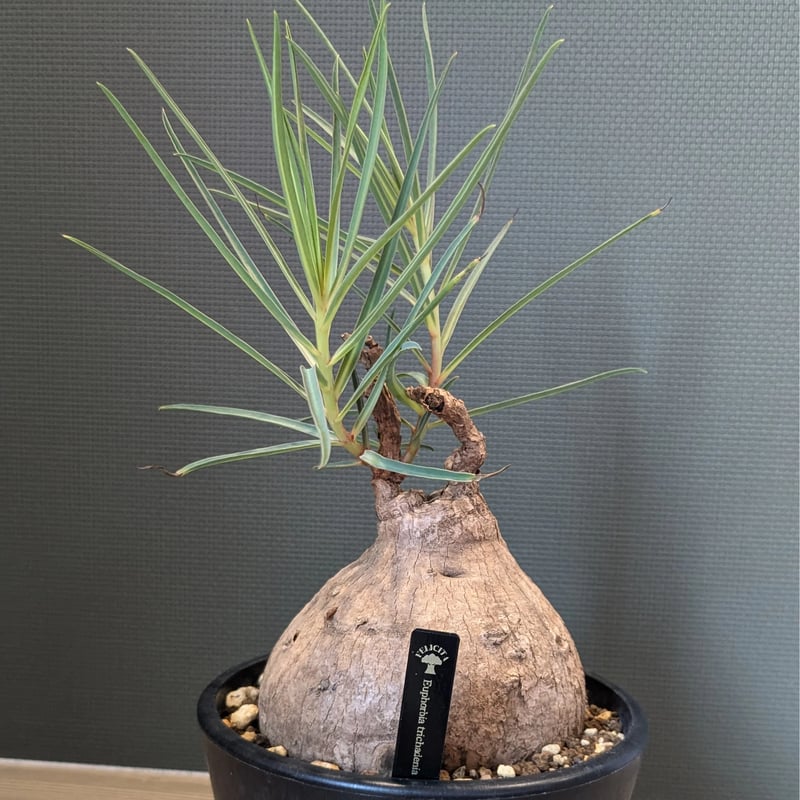 ユーフォルビア トリカデニア | FELICITA