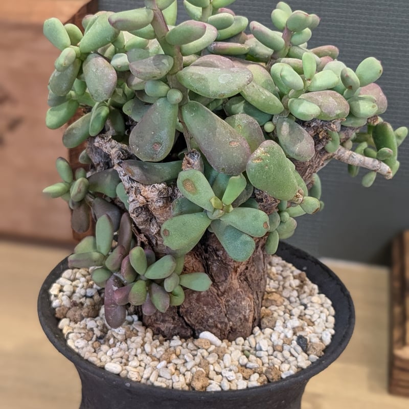 ケラリア ピグマエア | FELICITA