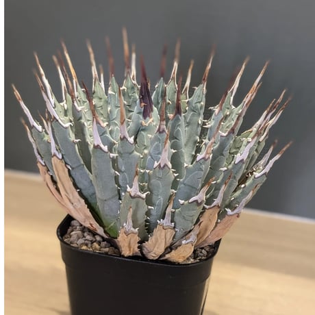 28 アガベユタエンシス エボリスピナ long棘強棘特大株3.0kg