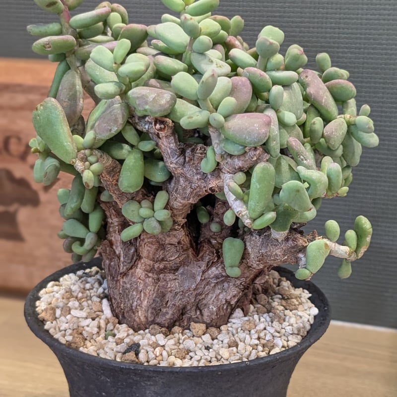 ケラリア ピグマエア | FELICITA