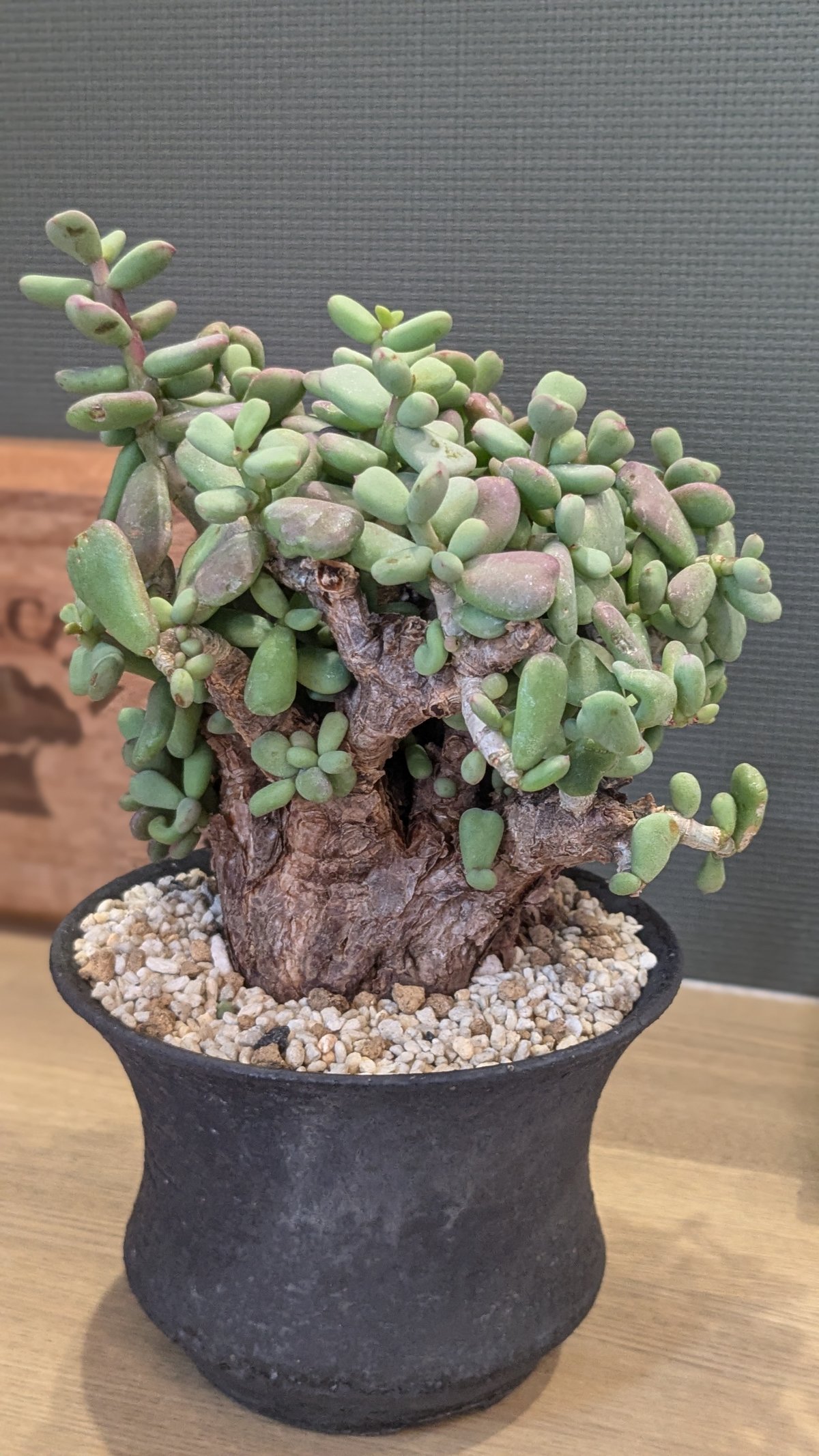 ケラリア ピグマエア | FELICITA