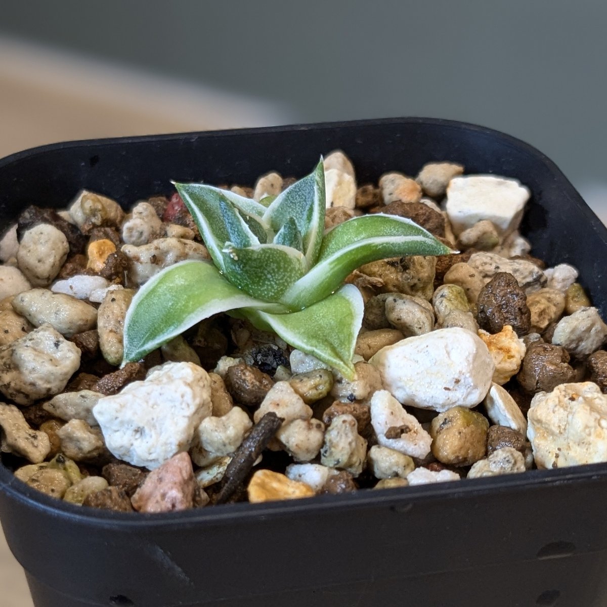 アガベ 王妃笹の雪 A型 錦 ＊ピンキー＊ | FELICITA