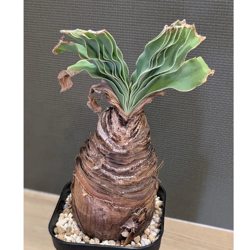 41.ブーファン ディスティチャ ブーファン・ディスティチャ | trigger