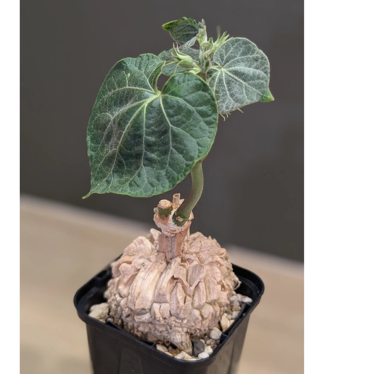 マテレアシクロフィラ マテレアシクロフィラ | FELICITA