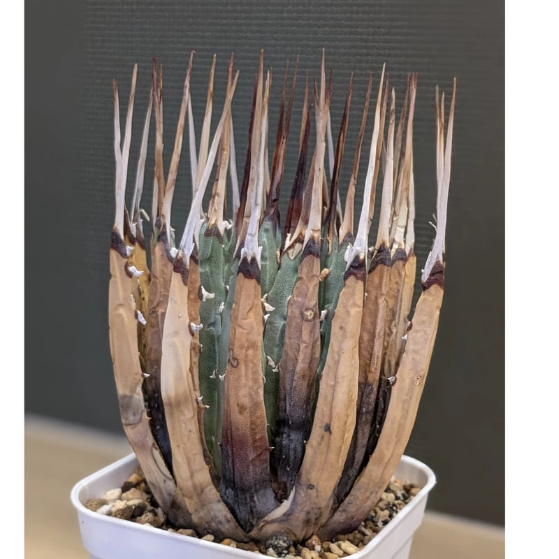 アガベ　ユタエンシス　エボリスピナ　発根済み アガベ ユタエンシス エボリスピナ（（USA株）発根済み 大株1