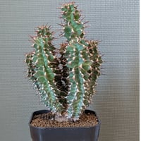 ユーフォルビア　ノベリー　＊閃光閣＊