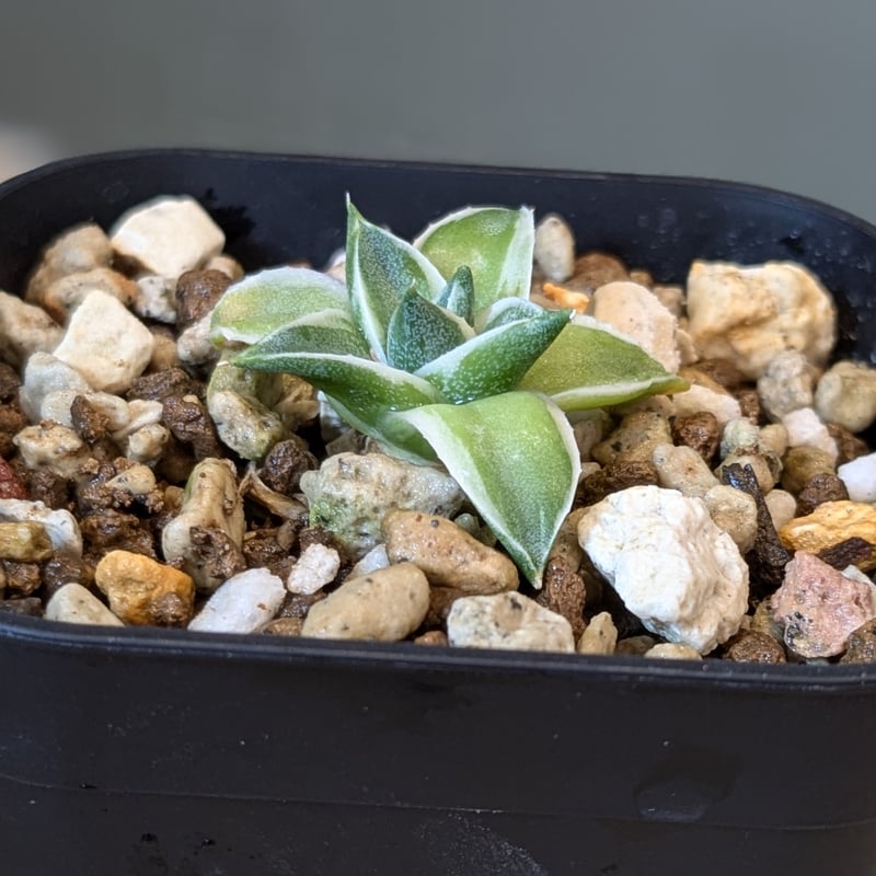 アガベ 王妃笹の雪 A型 錦 ＊ピンキー＊ | FELICITA